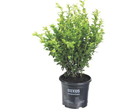 Planta De Exterior Buxus Sempervirens Cimisir