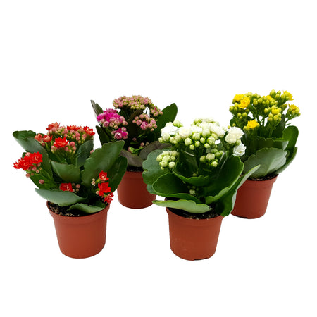 Kalanchoe 10.5 Cm
