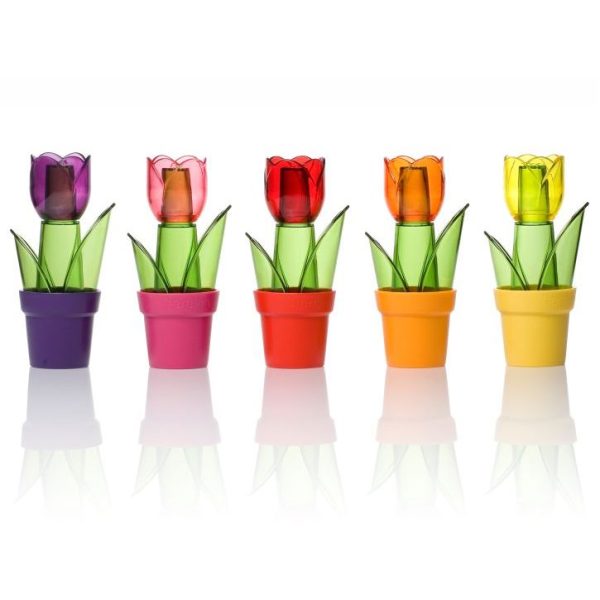 Solnita Tulipa