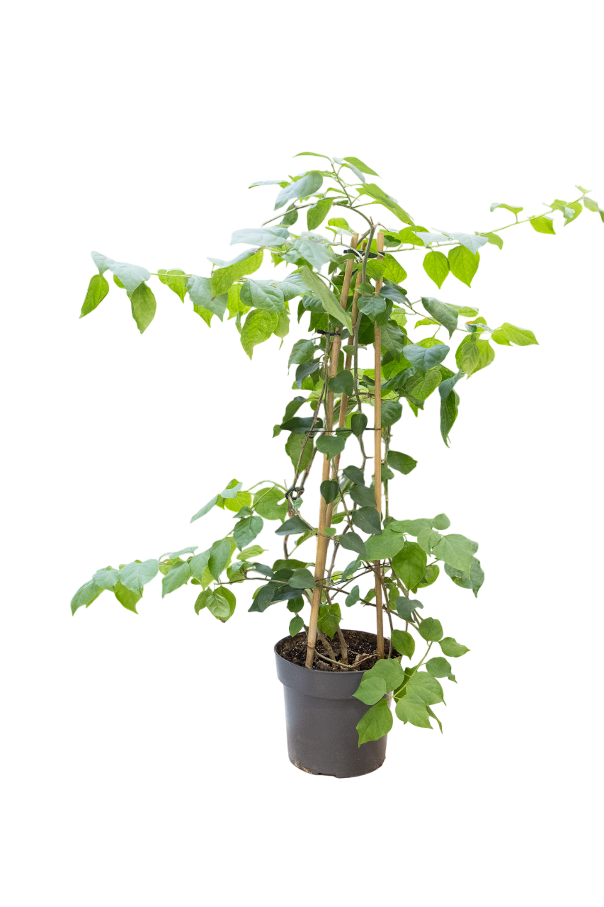 Floare Interior Bougainv Ov