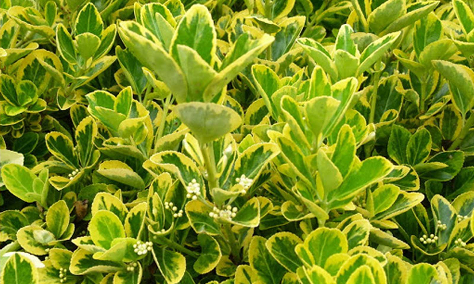 Euonymus Jap. Bravo C10