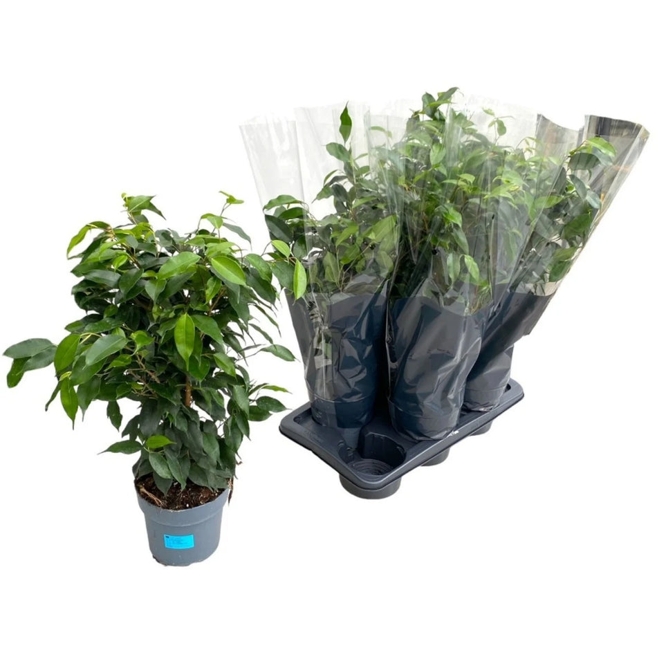 Planta Naturala De Interior Ficus 17 Cm