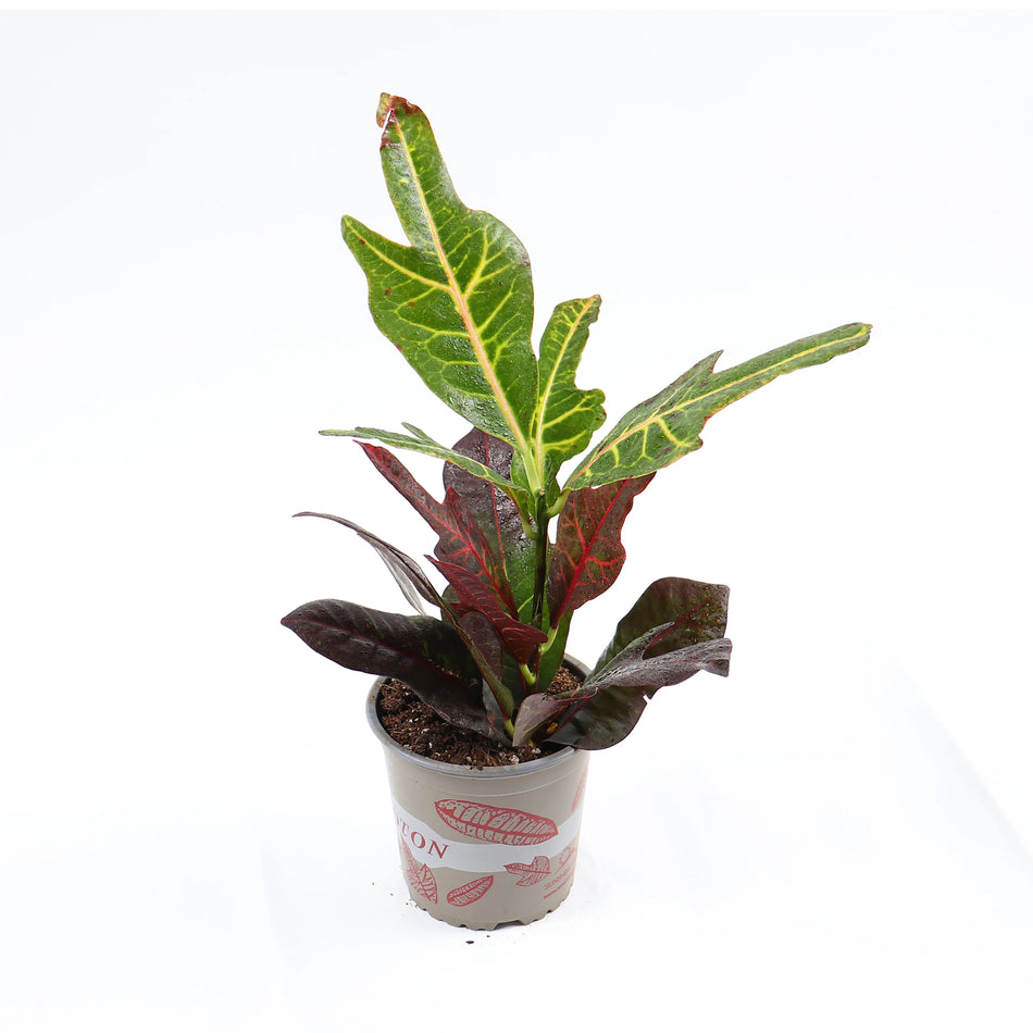 Planta Naturala Interior  Croton