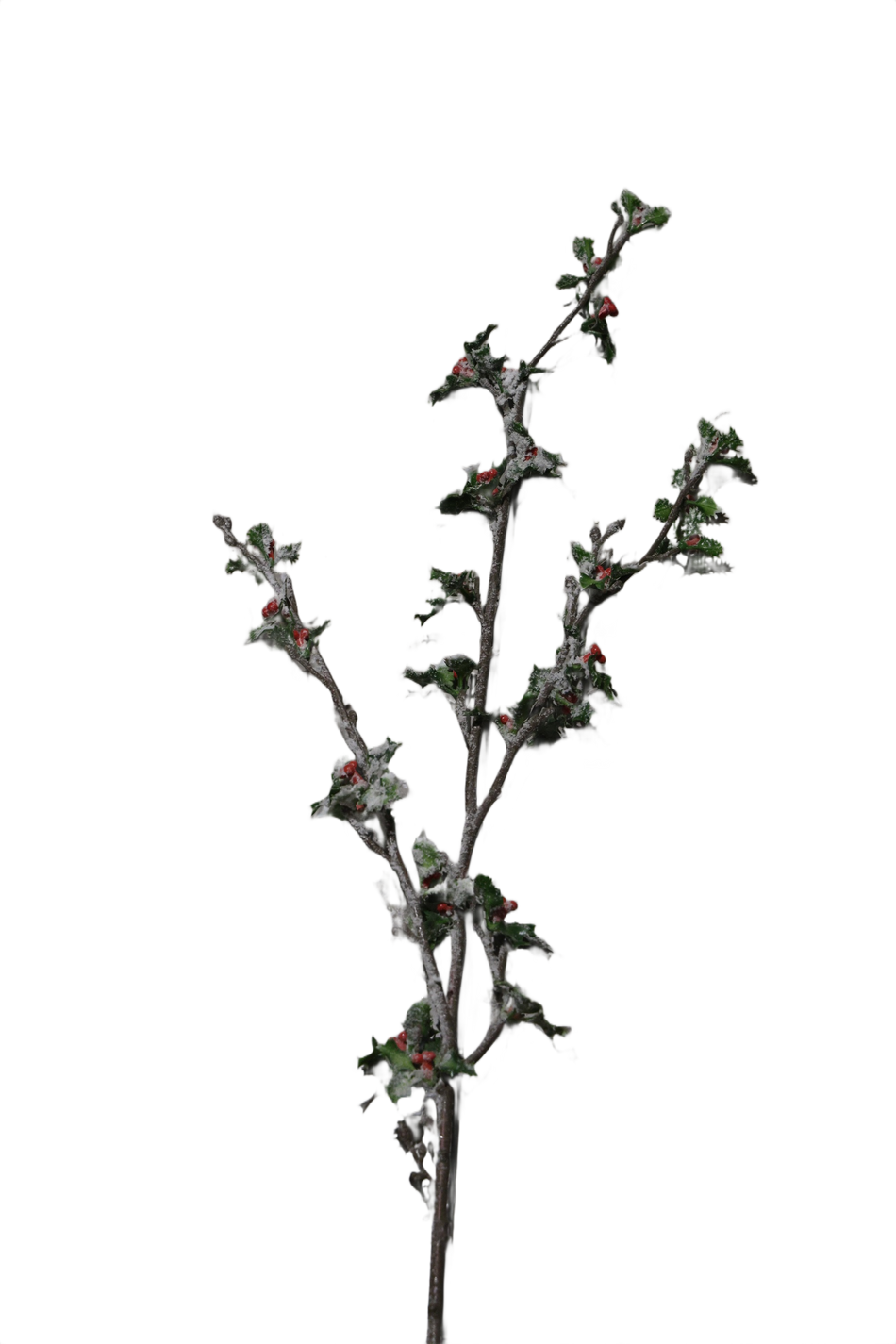 XMAS CREANGA ILEX INZAPEZITA