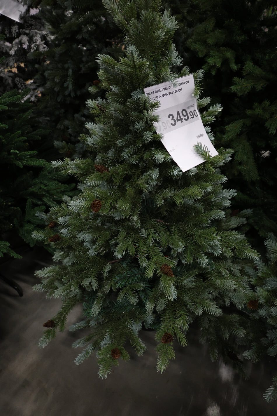 XMAS BRAD VERDE ARGINTIU CU CONURI IN GHIVECI 120 CM