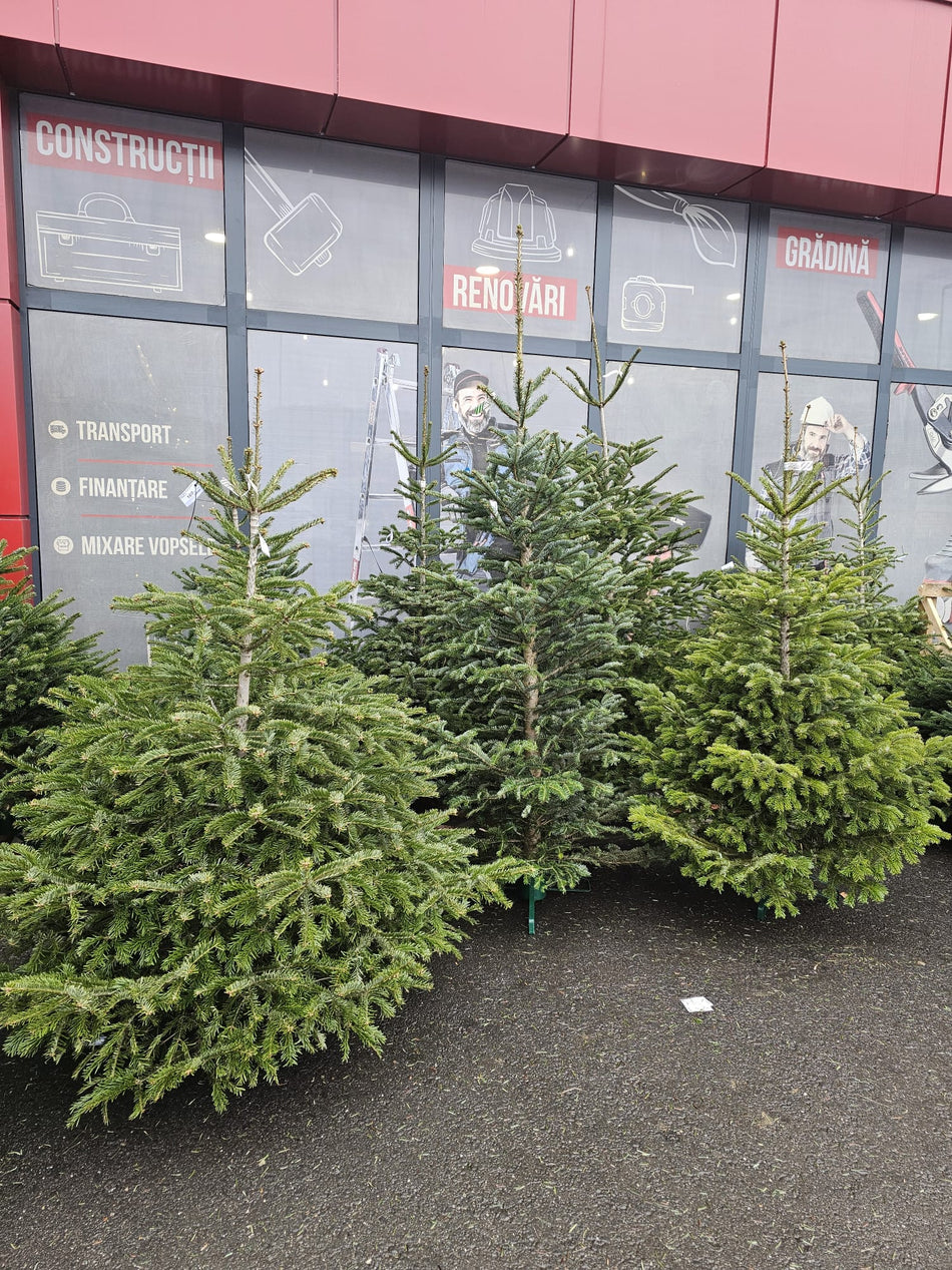 Brad Natural Abies Nordmanniana 100/130 Cm