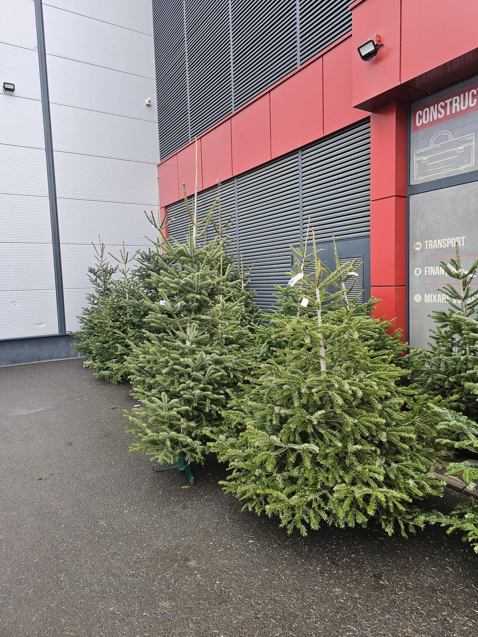 Brad Natural Abies Nordmanniana 140/170 Cm