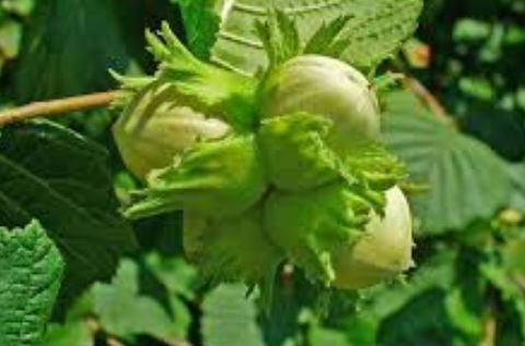 Arbusti Fructiferi Alun Tonda Romana