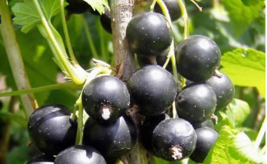 Arbusti Fructiferi Coacaz Fertodi