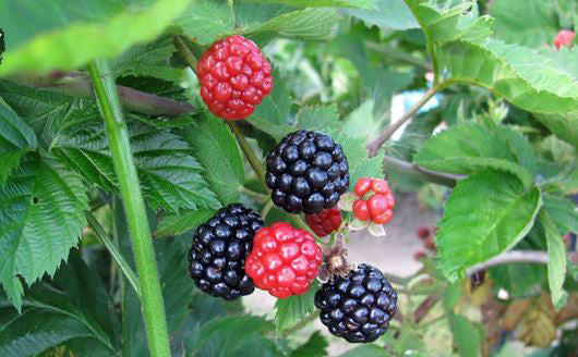 Arbusti Fructiferi Mur Thorn Free