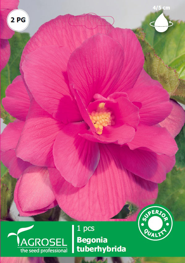 Bulbi Begonia Rosu