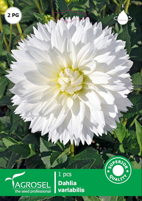 Bulbi Dahlia My Love