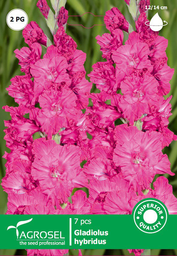 Bulbi  Gladiole Roz