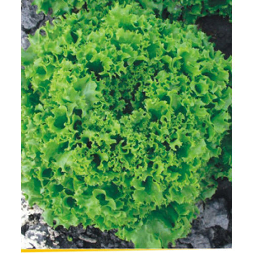 Salata Creata Alba Lollo Bionda
