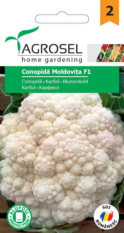 Conopida Moldovita F1