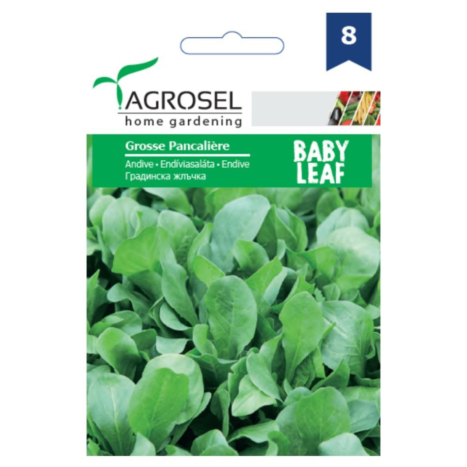 Andiva Grosse Pancaliere -baby Leaf