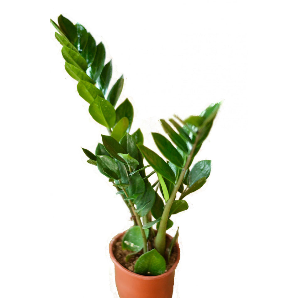 Planta Interior  Zamio Zamiifolia