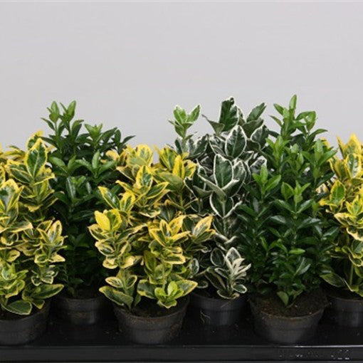 Euonymus 120cm