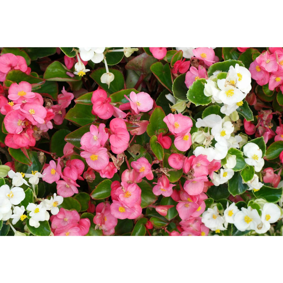 Begonia Semperflores