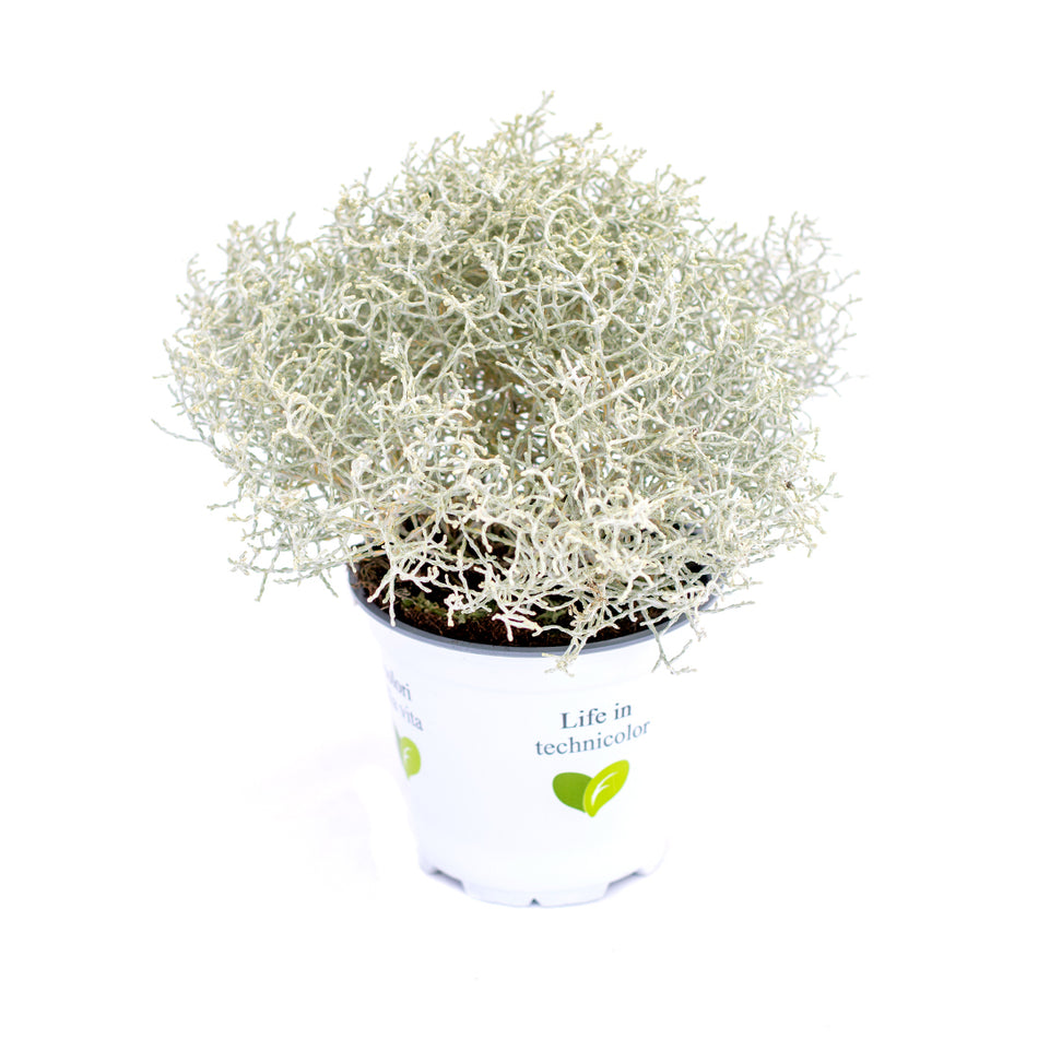 Calluna Gemeni 12cm