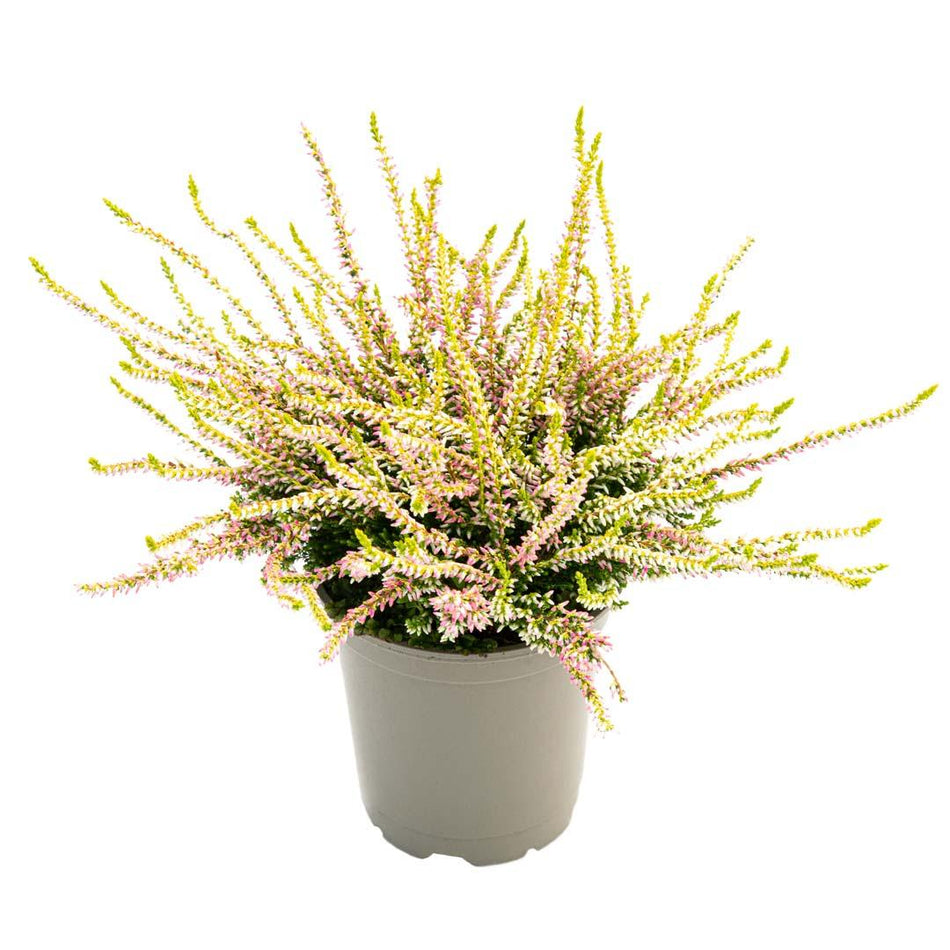 Calluna Vulgaris 12cm