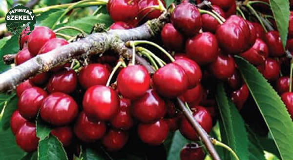 Pomi Fructiferi, Cires Carmen