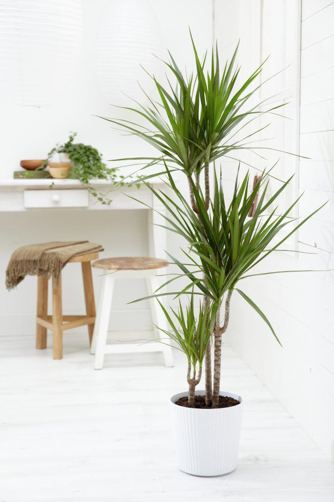 Dracaena Grande
