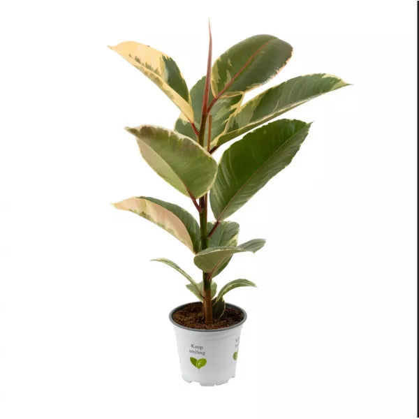 Ficus Robust 10.5cm
