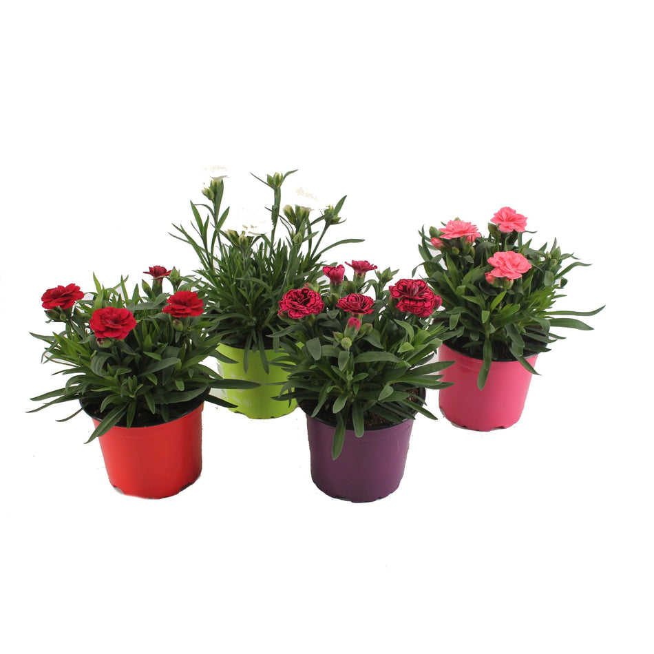 Garofite Diverse Culori Q10