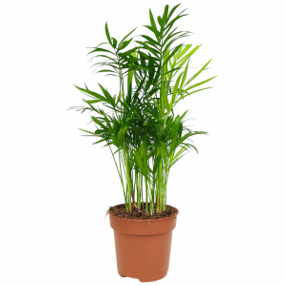 Planta Interior  Dypsis Lutescens, Mica