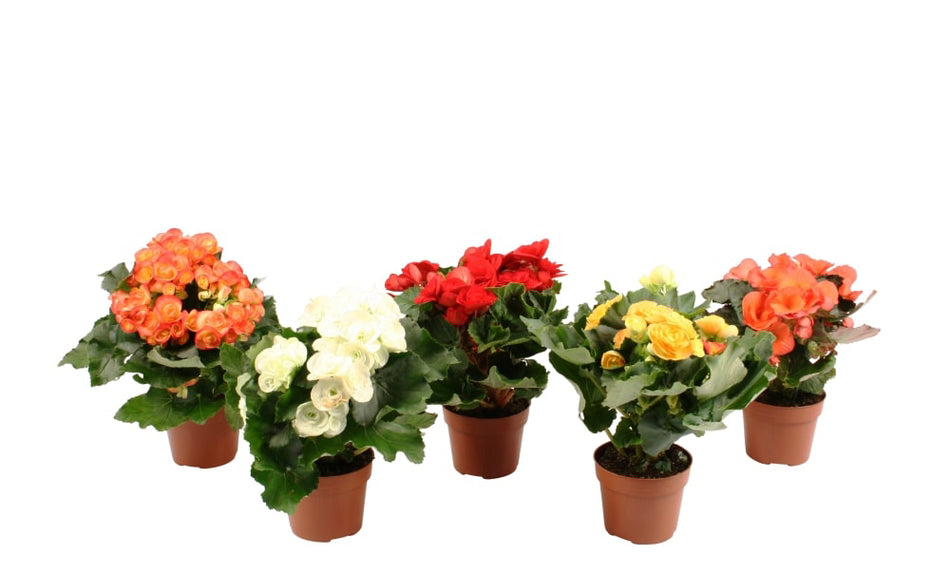 Begonia Mix