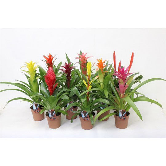 Bromelia Mix