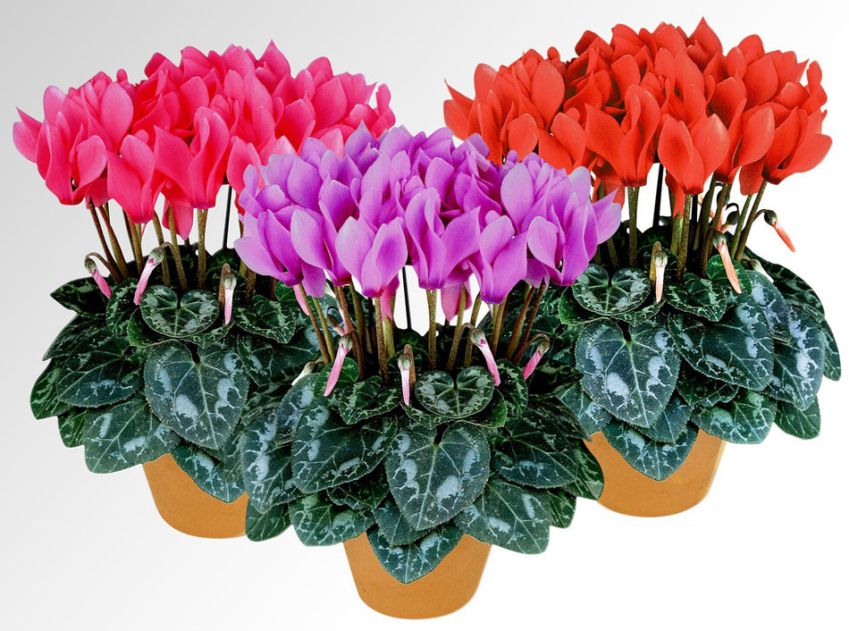 Cyclamen Mix