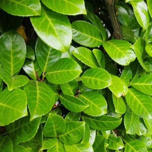 Prunus  L. Rotundifolia 100-120cm Rb