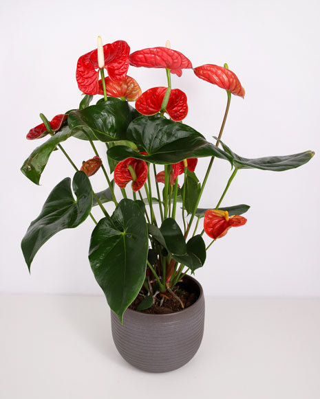 Anthurium G17.2