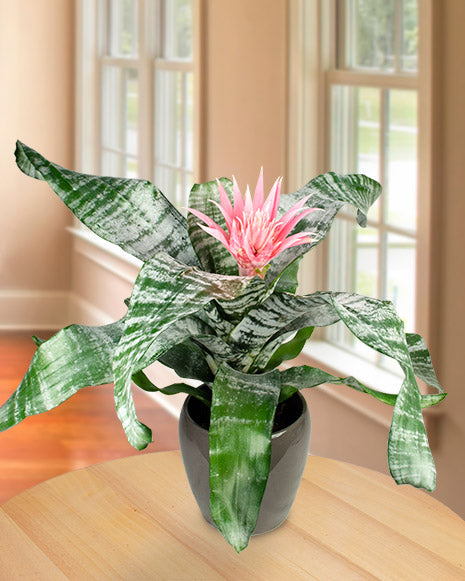 Aechmea