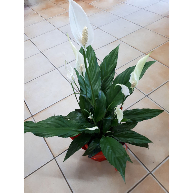 Spatiphyllum G13
