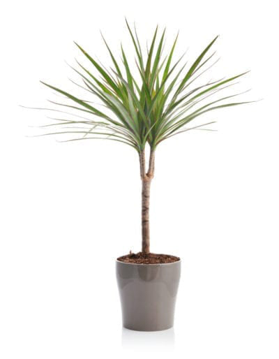 Dracaena 1 Trunchi