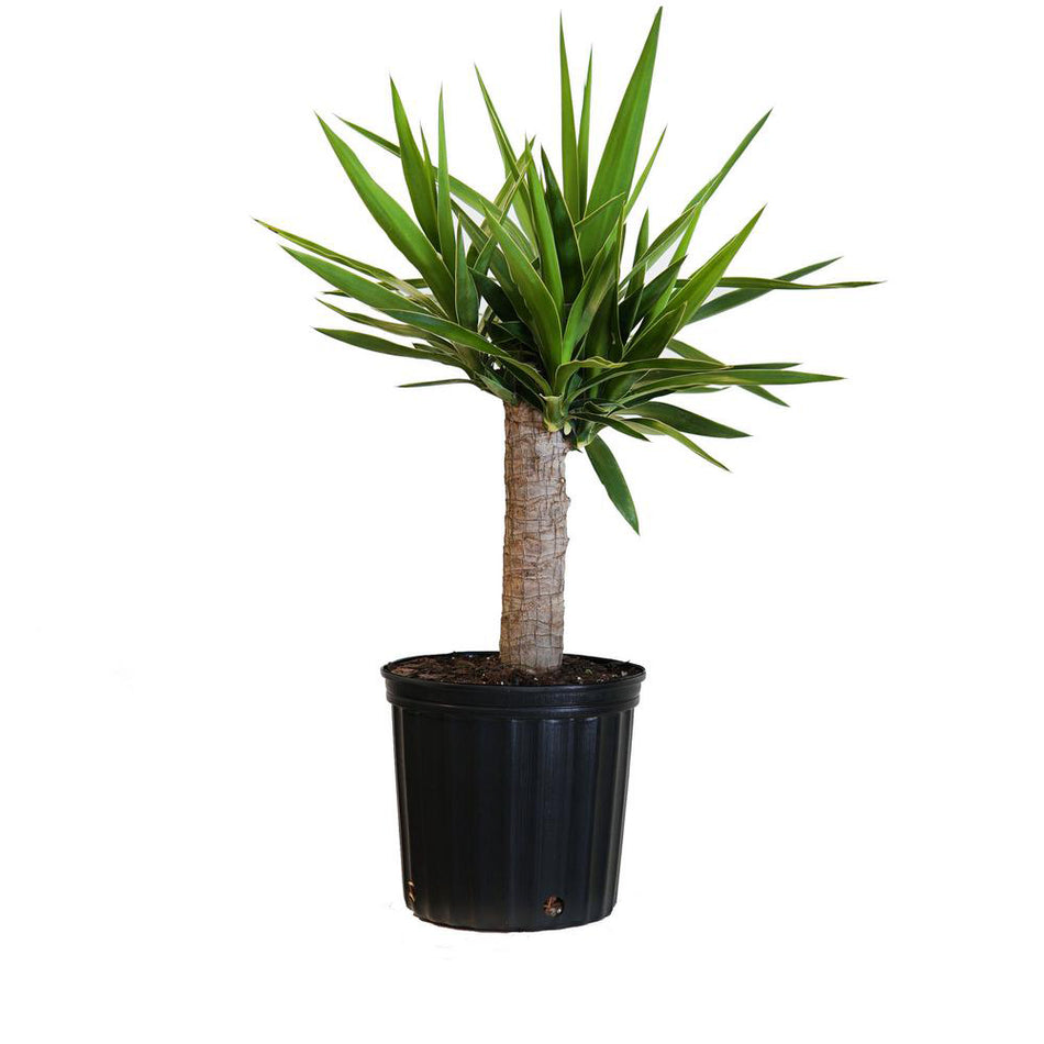 Yucca 12 Cm