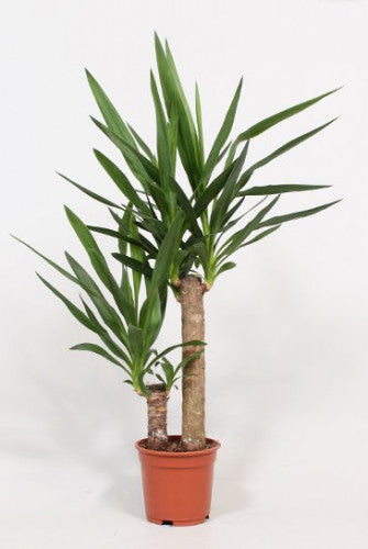 Yucca 2 Trepte