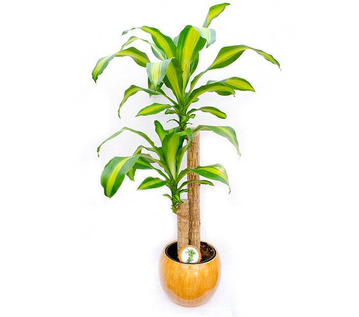Dracaena Fragrans 120cm