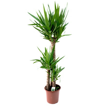 Yucca 3tr 21517032