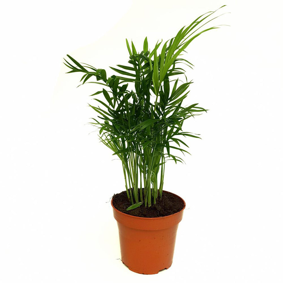 Chamaedorea P12 (dypsis )