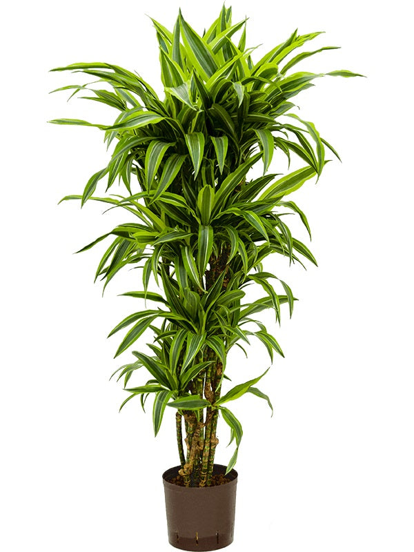 Dracaena Fragrans P17/55-80cm Lemon Lime