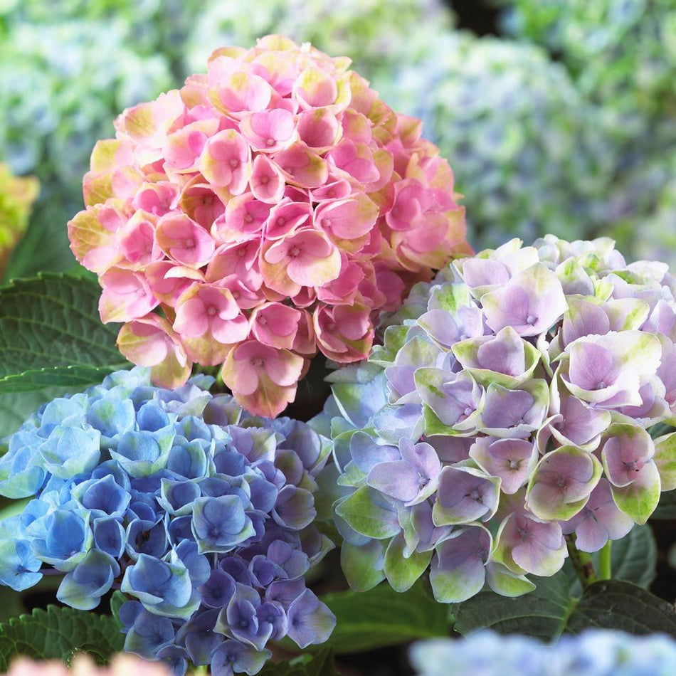 Hydrangea P23