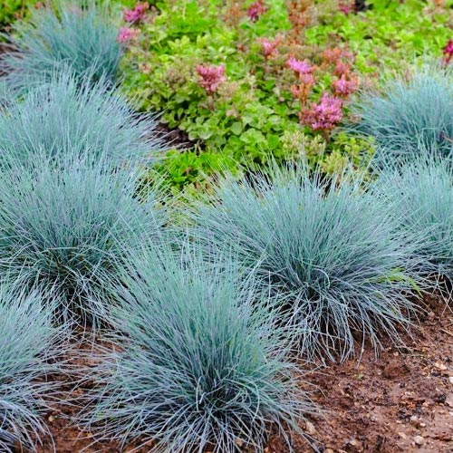 Festuca Glauca