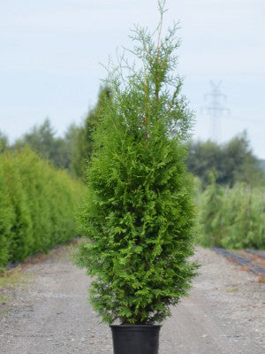 Thuja Occidentalis 'Brabant' - Tuja Occidentala  Ghiveci 3 L  Inaltime