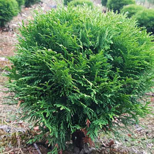 Thuja Occidentalis 'Danica' - Tuja Occidentala  Ghiveci 3 L  Inaltime 20-30cm