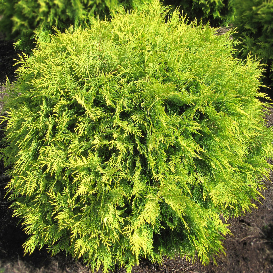 Thuja Occidentalis 'Golden Globe' - Tuja Occidentala  Ghiveci 3 L