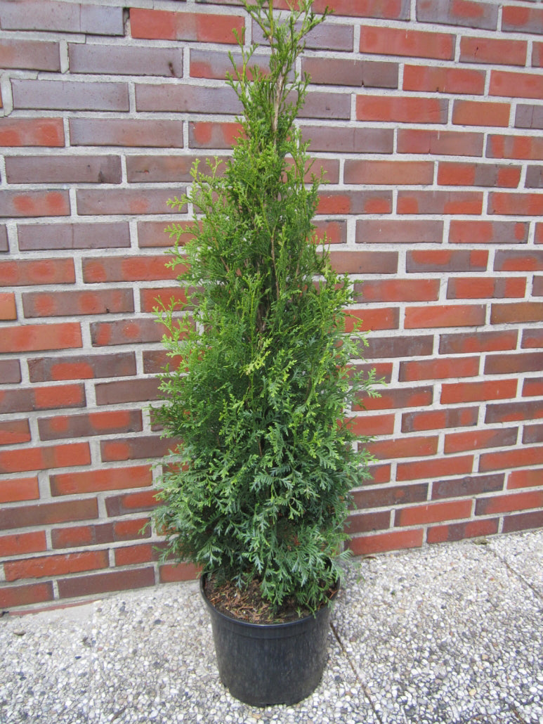 Thuja Occidentalis 'King Of Brabant' (R) - Tuja Occidentala  Ghiveci